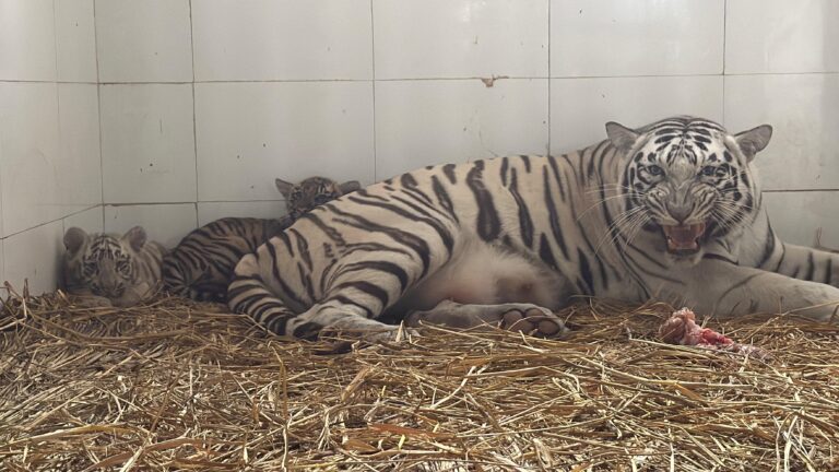 WhatsApp Image 2026-01-06 at 5.34.01 PM (1)