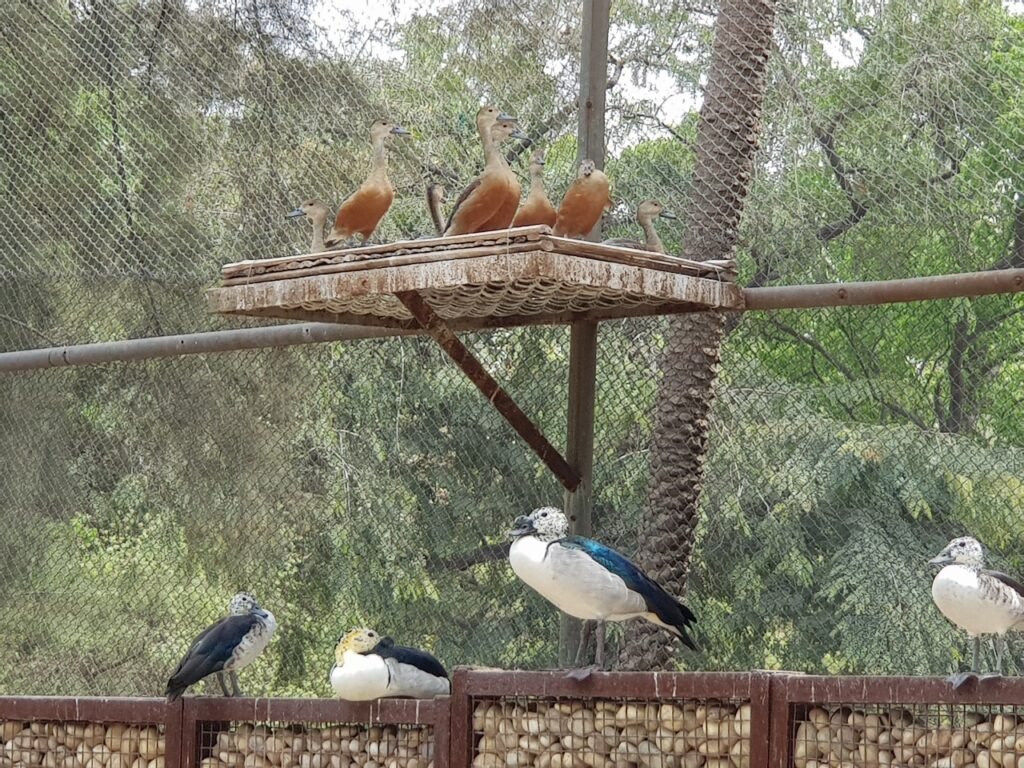 chatbir zoo