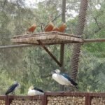 chatbir zoo