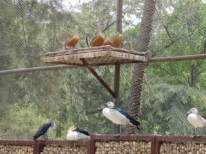 chatbir zoo