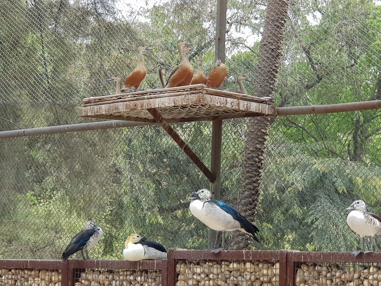 chatbir zoo