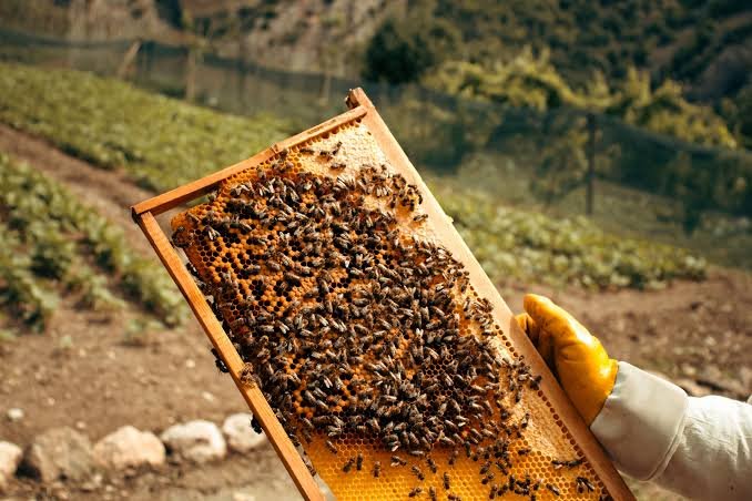 bee farming